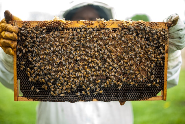 إنهيار طوائف النحل تصل البرلمان و دعم حكومي مالي للمتضريين