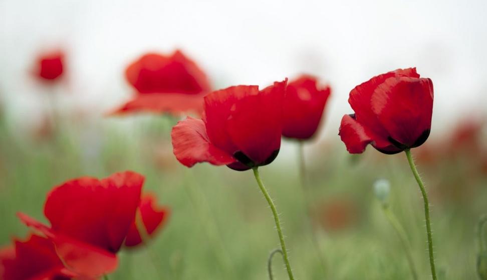 شقائق النعمان.. نبات شهير يُسهم في علاج “المرض القاتل”