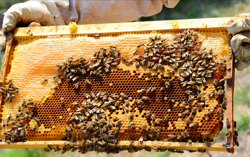 المغرب.. “لغز اختفاء النحل” يثير مخاوف المربين ومستهلكي العسل