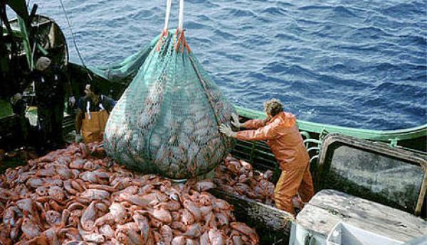 وزارة الفلاحة تكشف عن رقم معاملات الإنتاج السمكي تسجيل لسنة 2021 