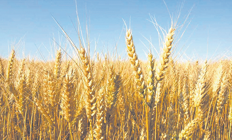 بايتاس.. الحرب الروسية الأوكرانية لن تؤثر عن المخزون الوطني من القمح