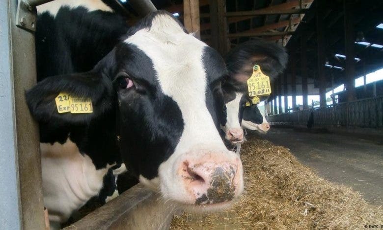 أونسا.. إطلاق حملة وطنية لتلقيح قطيع الأبقار