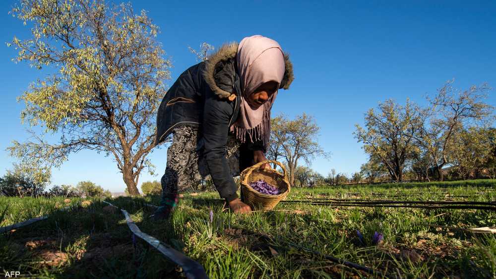 بعد أشهر جفاف.. أمطار متأخرة تنعش آمال المزارعين المغاربة