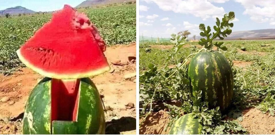 بركة يحمل مسؤولية فشل سياسة الماء إلى الرباح و عمارة ويعلن وقف زراعة “الدلاح” في طاطا