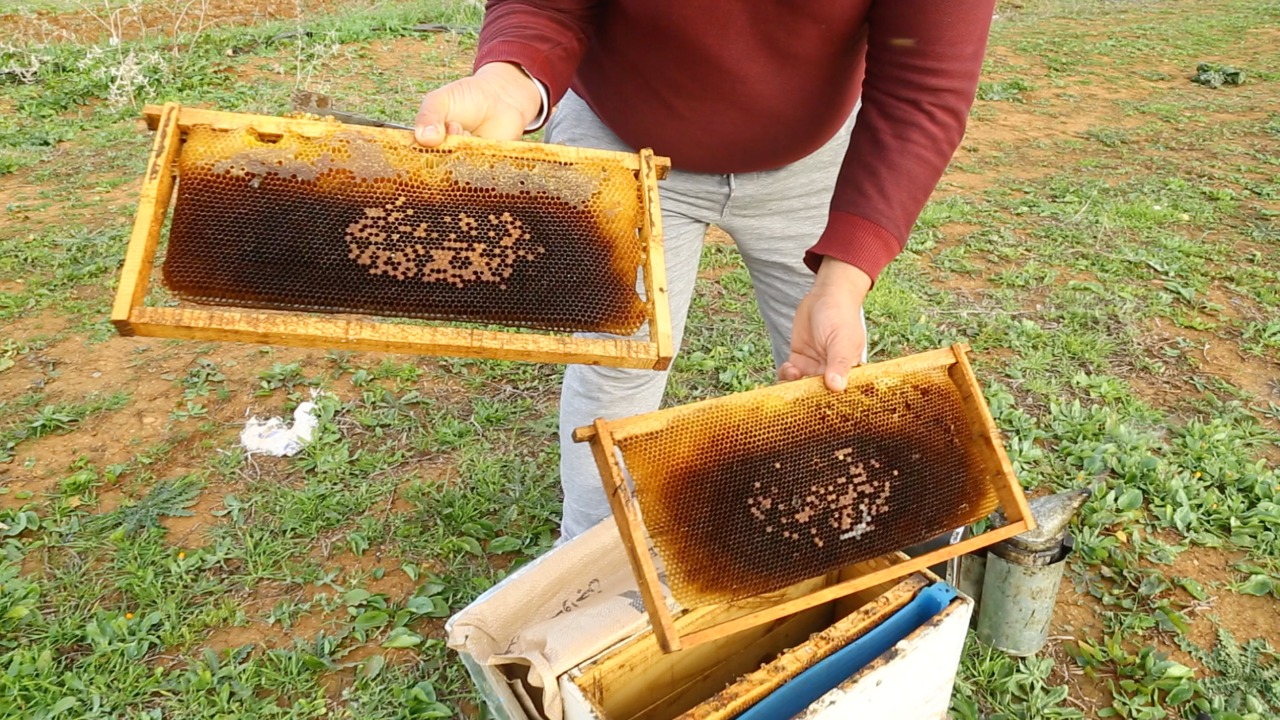 بايتاس.. تخصيص 130 مليون لمربي النحل