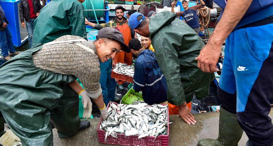 الصيد البحري: ارتفاع قيمة المنتجات المسوقة