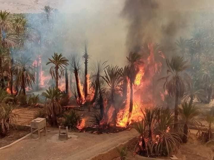 زاكورة.. حريق يلتهم المئات من أشجار النخيل