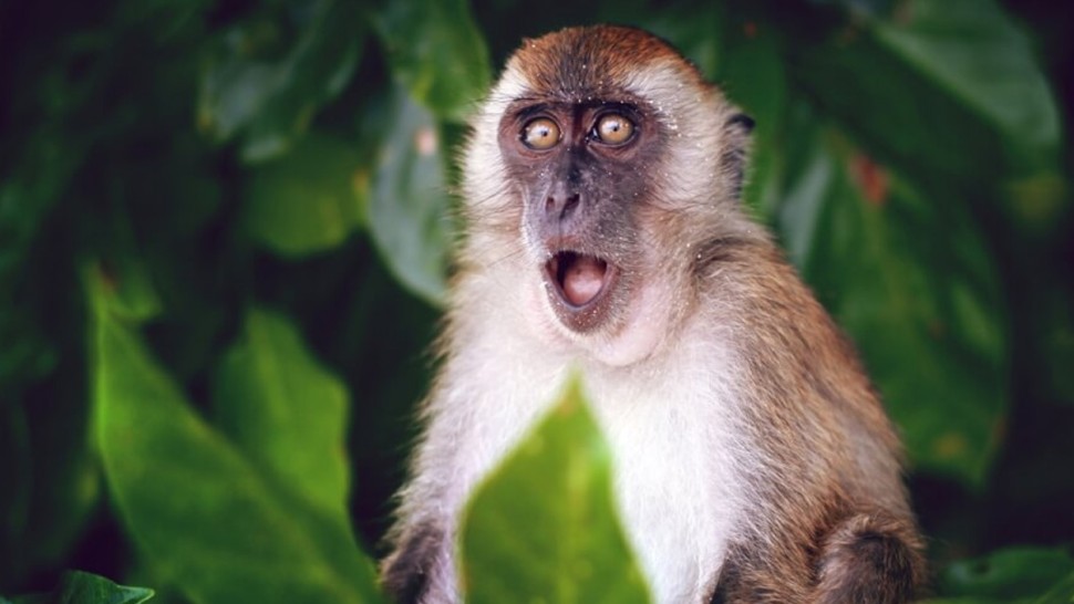 جدري القرود.. انتقال العدوى، الأعراض والعلاج