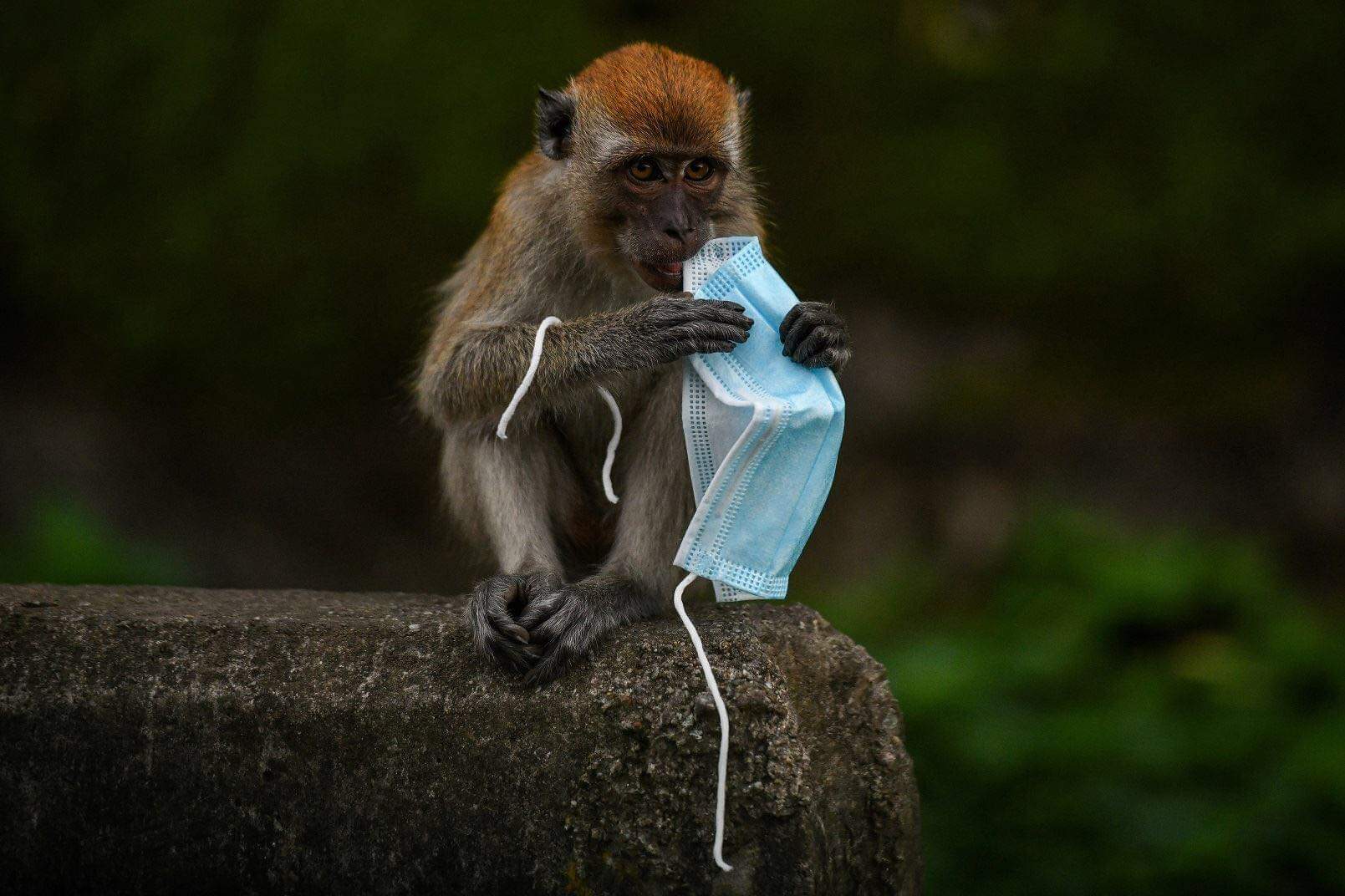 جدري القردة يعيد “الزيار” . موظف حكومي: “اليوم صبحو علينا بهذا القرار”