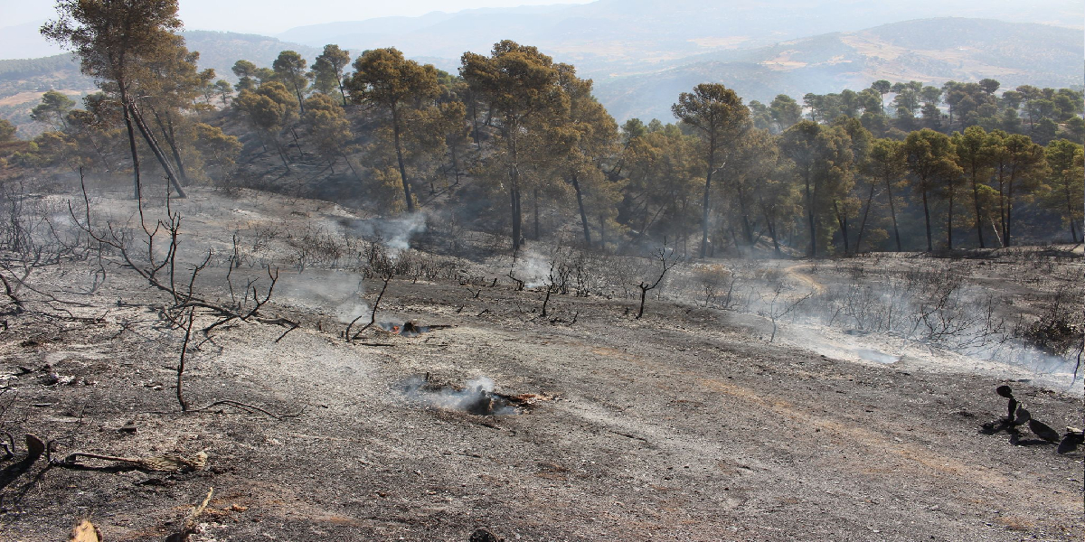 إقليم بنسليمان.. السيطرة على حريق بغابة “ظهر بنعمر”