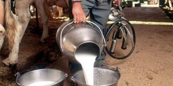 “نقص الحليب”.. الحكومة تطلق برنامجا لدعم الإنتاج