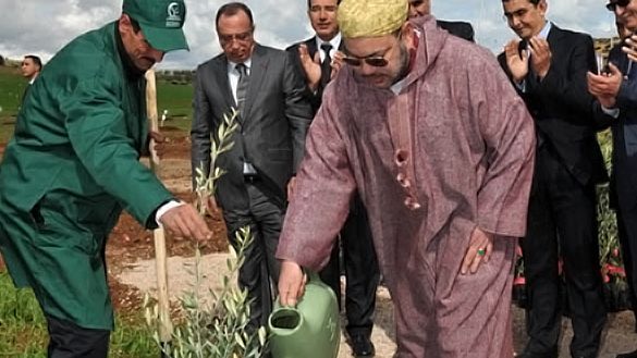 تقرير.. المخطط الأخضر ساهم في تعزيز الأمن الغذائي بالمغرب