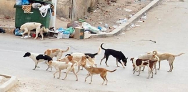 وزير مغربي يحكي محنته مع عضة كلب ضال في شارع بطنجة