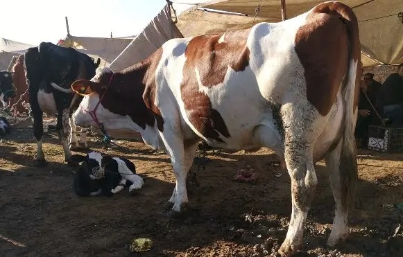 وزارة الفلاحة: هذه الأبقار هي التي يُمنع ذبـ.ـحها