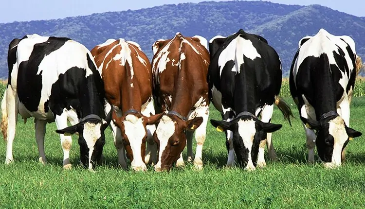 الحكومة توضح بشأن منع ذبح الأبقار الحلوب