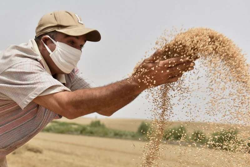 تطوير أصناف جديدة من الحبوب أكثر مقاومة للجفاف بالمغرب