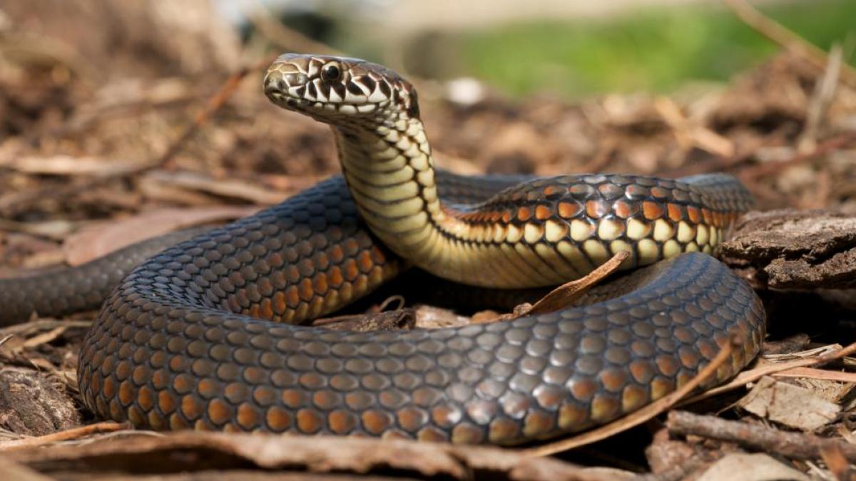 إصابة سيدة بلدغة ثعبان أثناء حصاد محصولها الزراعي في شيشاوة