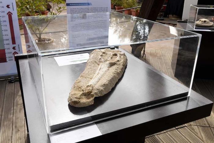 بنسعيد.. استعادة قطعة أثرية هرّبت خارج المغرب يعود تاريخها إلى 56 مليون سنة