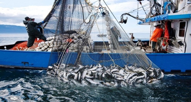 موانئ الشمال.. انخفاض كمية منتجات الصيد البحري المفرغة خلال 2023