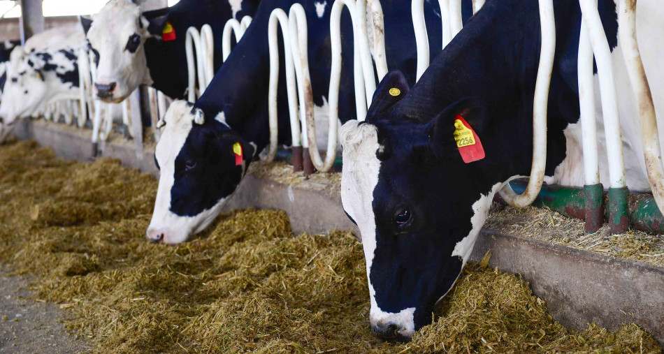 الحكومة تحدد شروط جودة المواد المعدة لتغذية الحيوانات المنتجة للمنتجات الغذائية