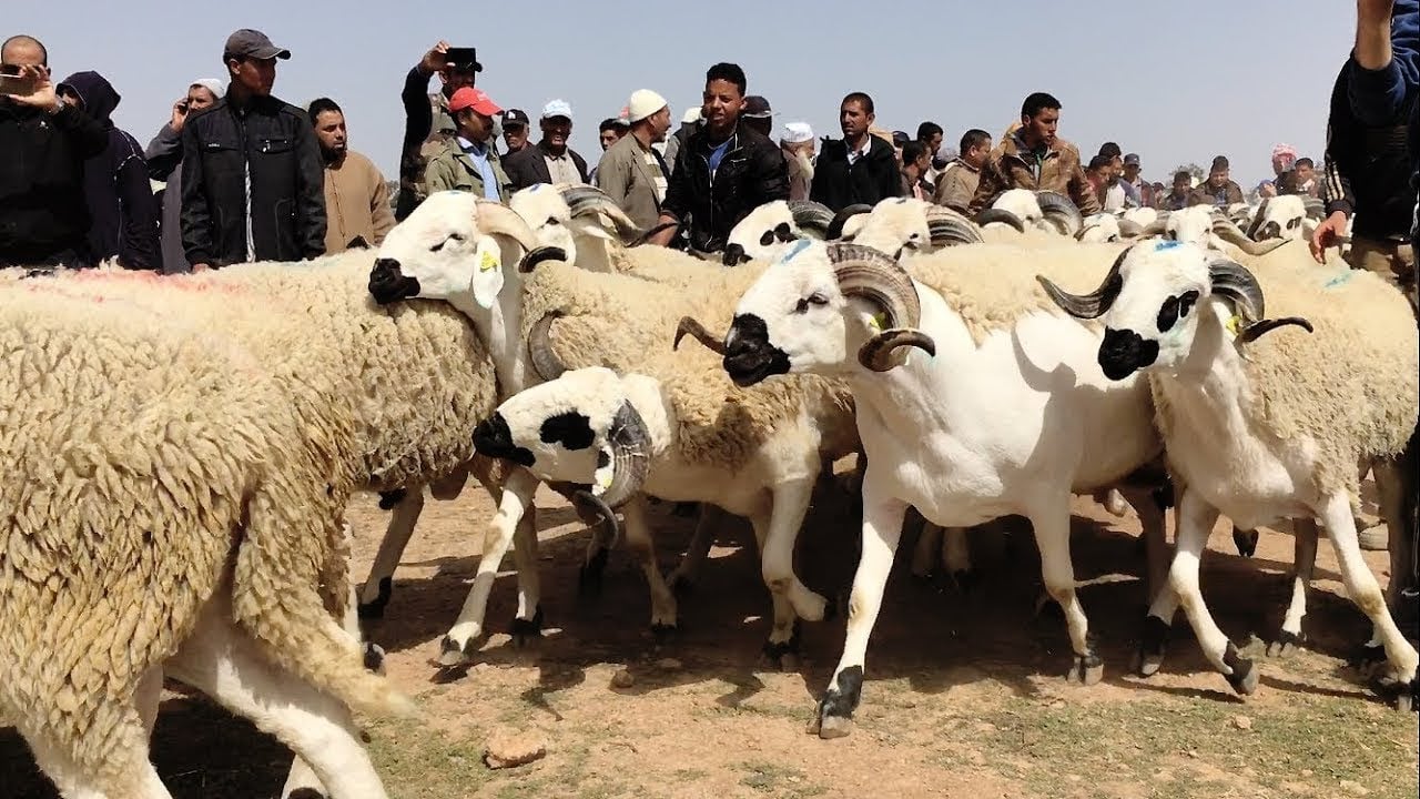 عيد الأضحى.. عرض وفير ومتنوع من الأضاحي بجهة كلميم وادنون