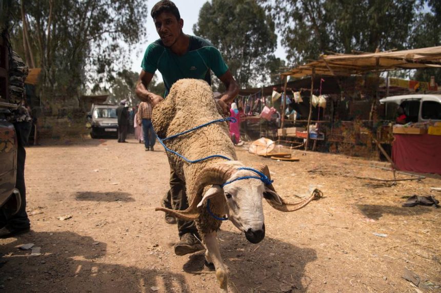 عيد الأضحى.. عوائل صنهاجة الساحل بالحسيمة تحافظ على التقاليد الأصيلة