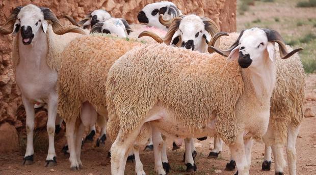 عيد الأضحى.. الحكومة تطمئن المغاربة بخصوص الأضاحي