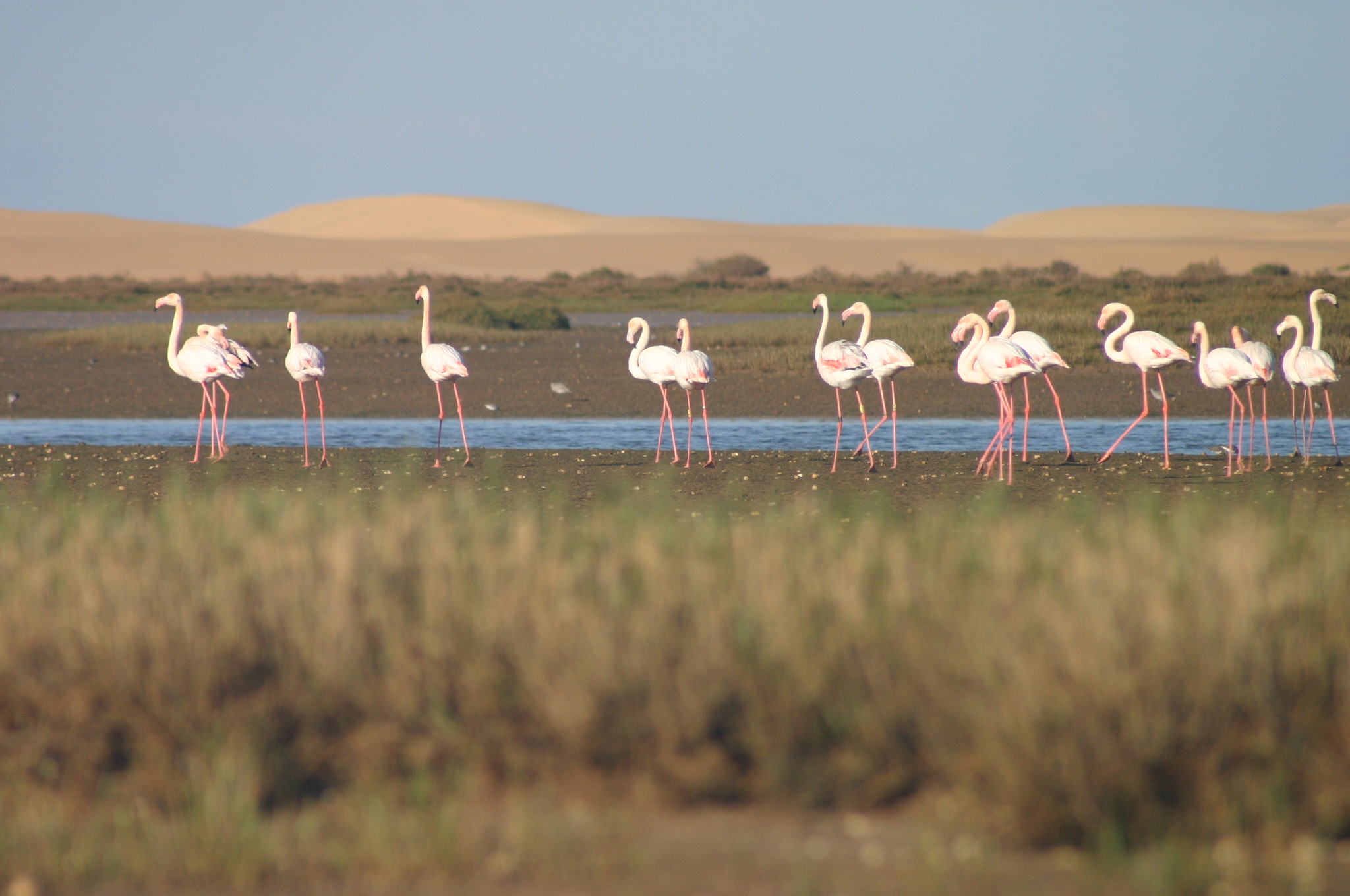 منتزه أخنيفيس، جوهرة التنوع البيولوجي تجمع بين البحيرة والبحر والصحراء