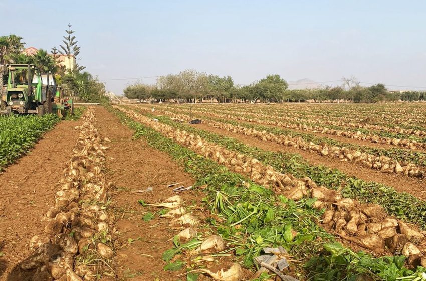 مديرية الفلاحة تكشف عن حجم إنتاج الشمندر السكري في منطقة الغرب