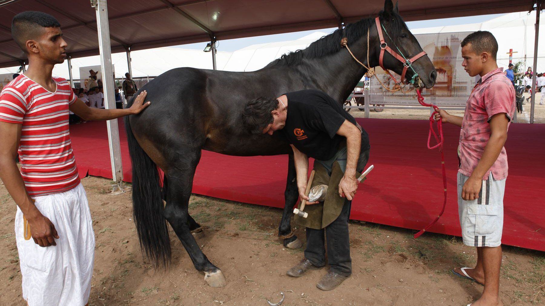 معرض الفرس بالجديدة: البيطار.. حرفة لا غنى عنها لصيانة حوافر الخيل