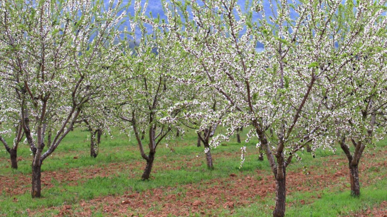 تازة.. شجرة اللوز نموذج للتنمية المستدامة بالنسبة لجبال مغراوة