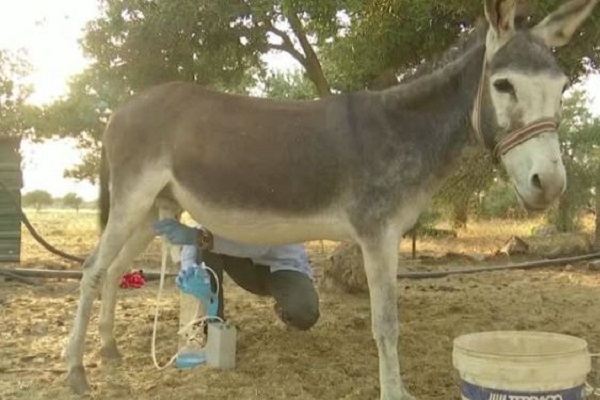 شعبية حليب الحمير تزداد في ألبانيا لخصائصه الغذائية والجمالية