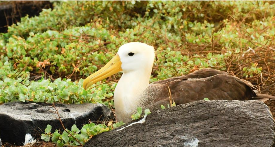 تبلغ 74 عاما.. انثى قطرس قد تصبح أكبر طائر يضع صغيرا على الإطلاق