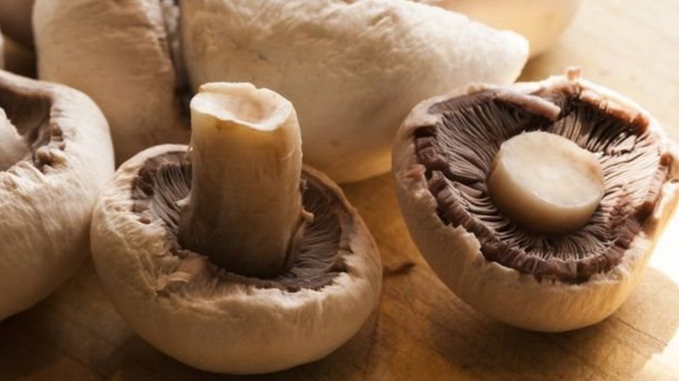 دراسة.. الفطر سلاح فعال ضد الإنفلونزا