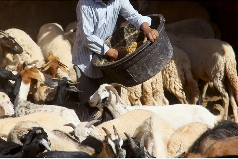 دعم الكسَّابة الصغار ومربي الماشية في الطريق..وهذا ما صرح به هذا المسؤول