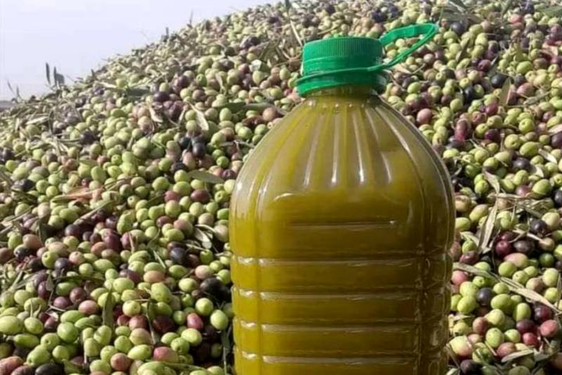 بايتاس.. السياسة الفلاحية تولي أهمية خاصة لقطاع زيت الزيتون
