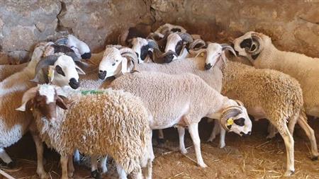 جهود مستمرة لضمان تموين الأسواق وسلامة الأضاحي في عيد الأضحى بجهة الشرق