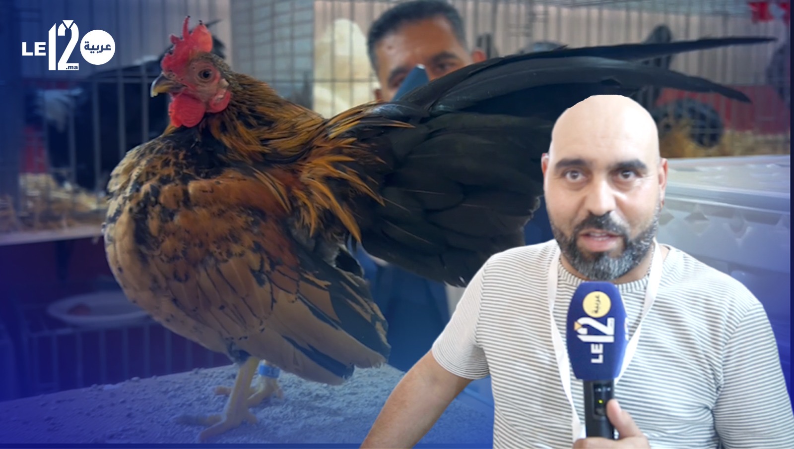 شاهد حكاية أغلى دجاجة في المعرض الدولي للفلاحة بمكناس