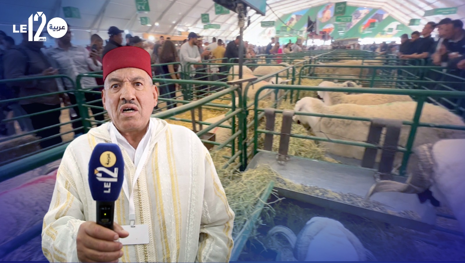 مكناس. تتويج مزرعة الاخوة خليل بجائزة “أحسن كساب لسلالة السردي” (فيديو)