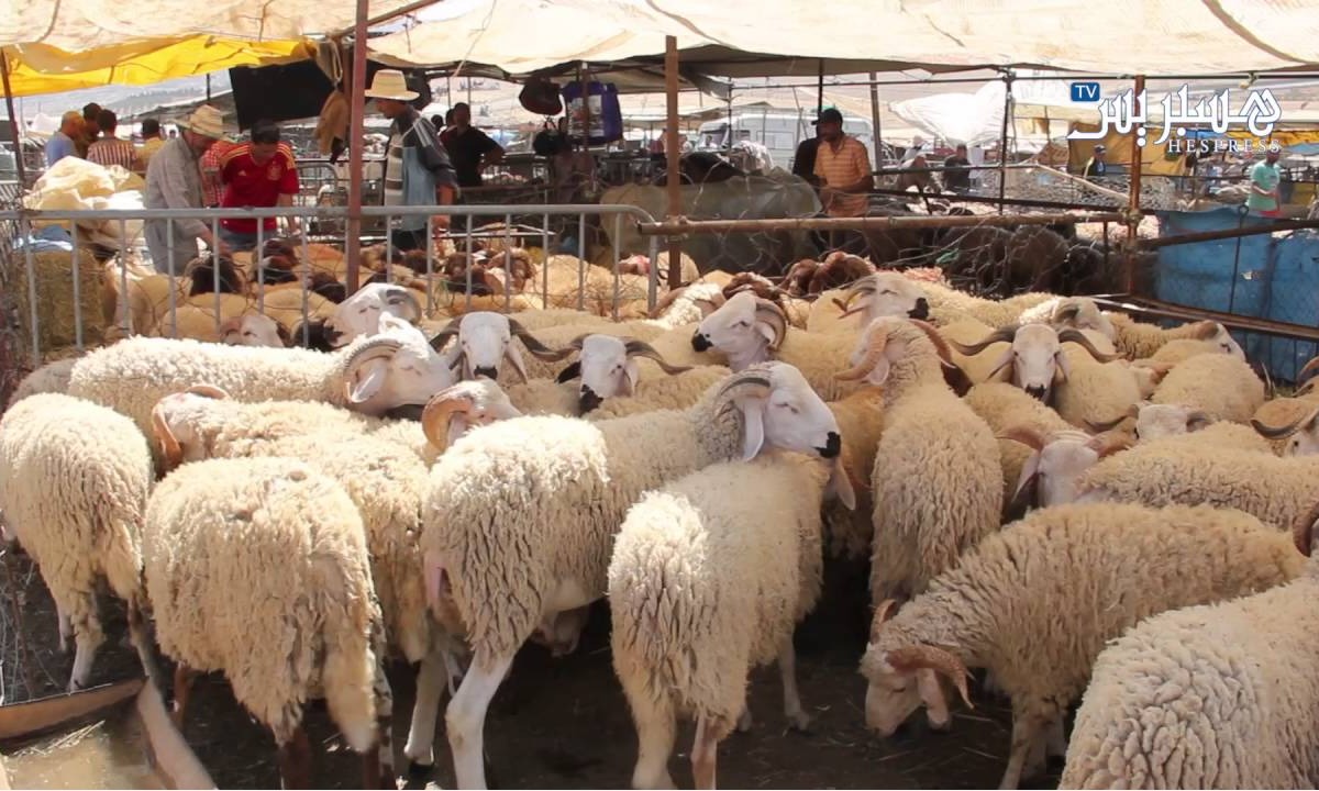 الإقبال المتزايد على اللحوم يُغذي المضاربة ويرفع الأسعار