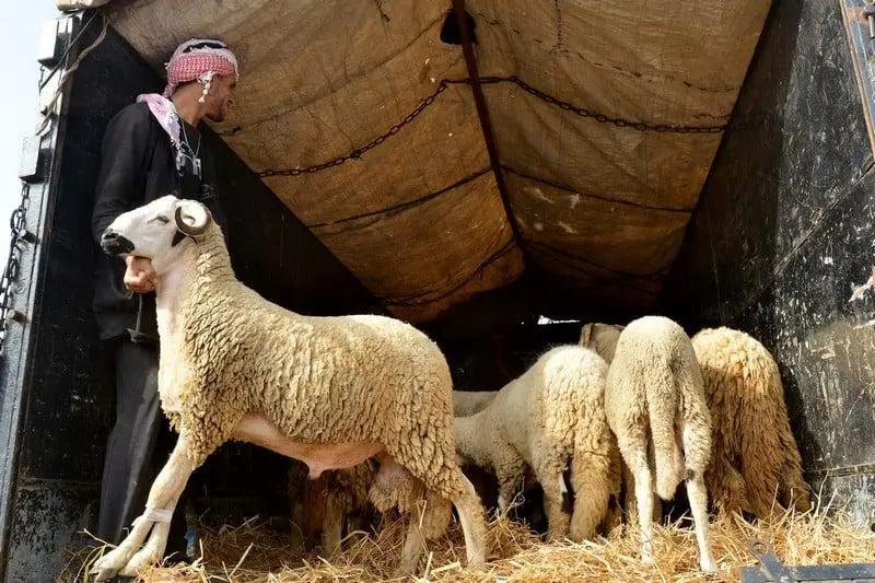 ‏ «le12» تنشر بالأرقام تفاصيل الدعم المالي والعيني الذي رصدته حكومة أخنوش للكساب