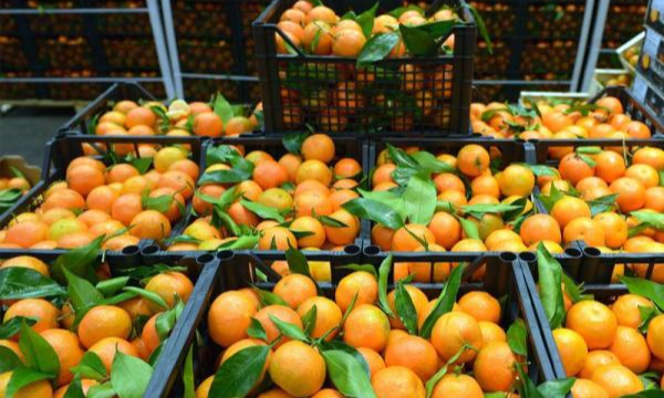 المغرب يتصدر قائمة الدول المصدرة للحمضيات الصغيرة نحو أوروبا