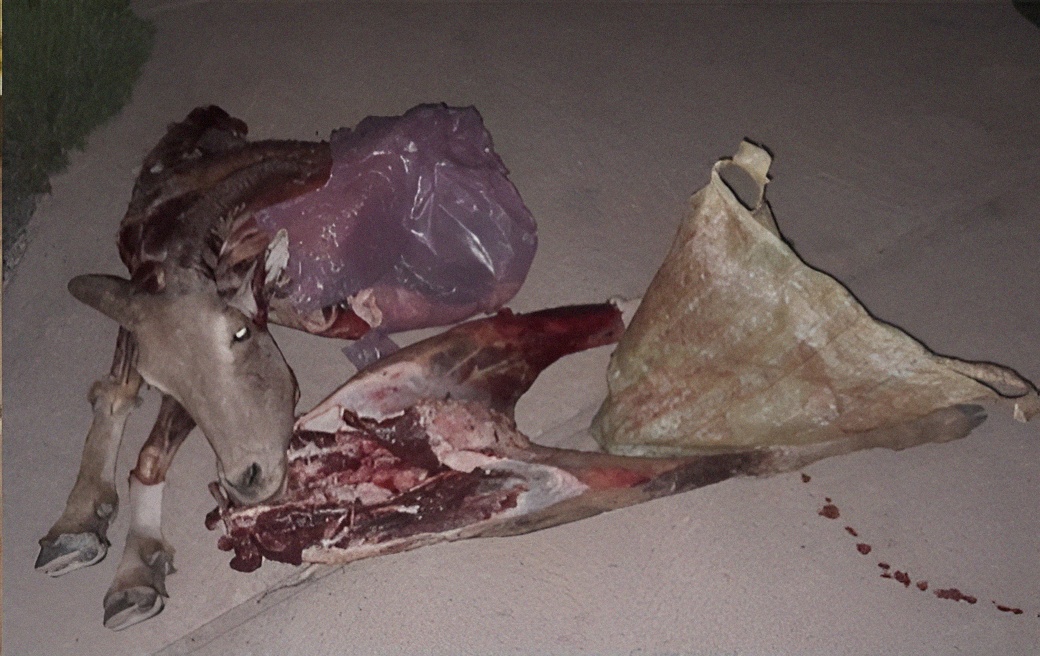 صيد حيوان الأروى يقود إلى توقيف شخص بضواحي تيزنيت