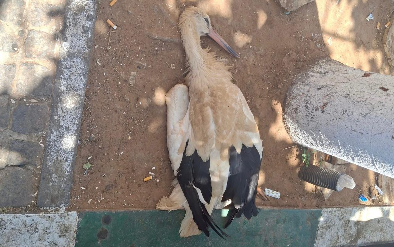 ميمونة الحاج داهي تكتب.. حتى اللقلاق لم يعد يحتمل القنيطرة