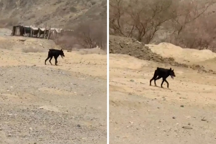 ظهور غامض لحيوان مفترس شمال مكة يُربك السكان ويشعل مواقع التواصل