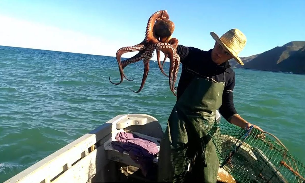 انطلاق الموسم الصيفي لصيد الأخطبوط عقب فترة راحة بيولوجية