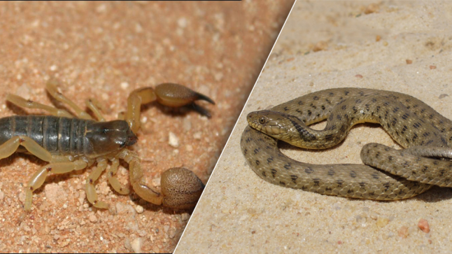 جهة الشرق تطلق حملة وقائية ضد لسعات العقارب ولدغات الأفاعي