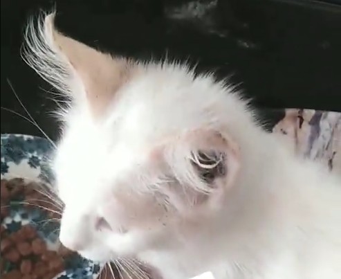 “فاجعة بلا رحمة”. اعتداء جنسي على قط يشعل غضب المغاربة ويُعيد الجدل حول العنف ضد الحيوانات