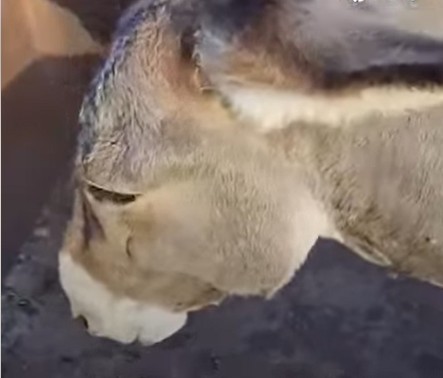 بعد مشهد زاكورة الصادم.. جريمة بشعة تطال حمارًا في أولاد تايمة وتهز مواقع التواصل