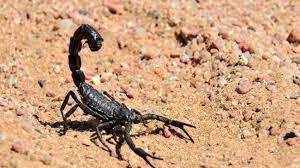 لسعة عقرب تنهي حياة طفل بتازة